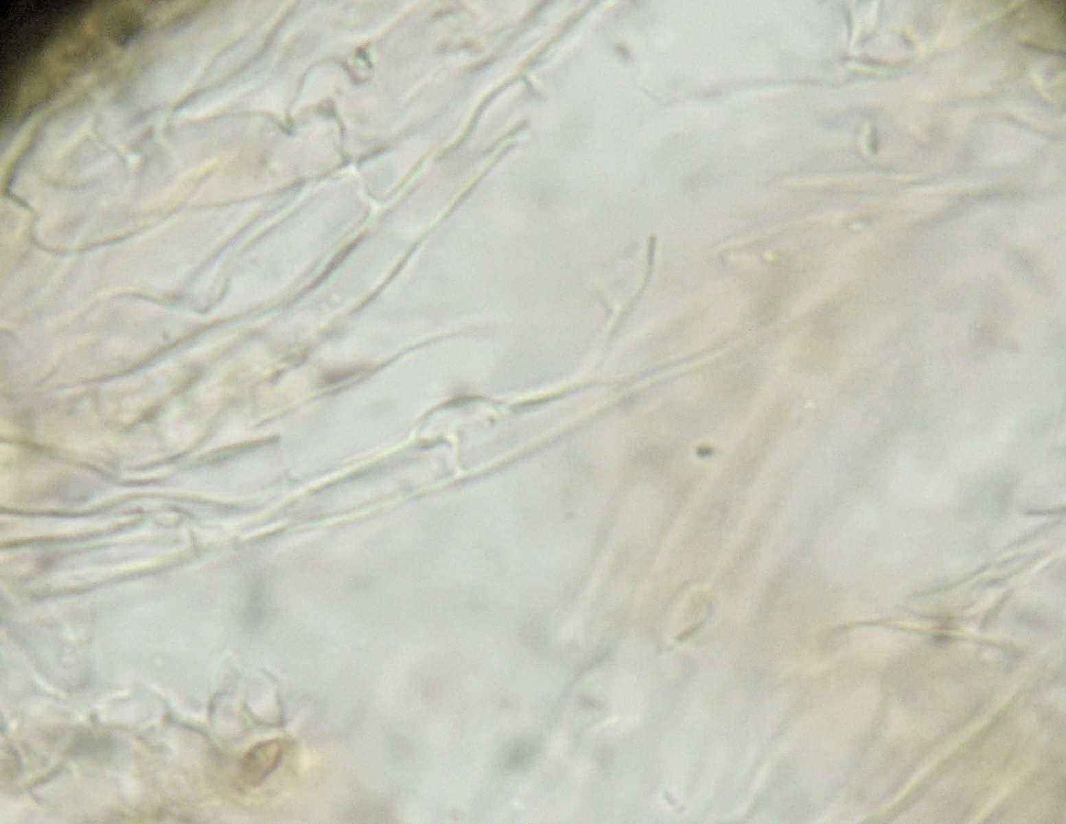 Peniophora aurantiaca? (Peniophora aurantiaca)